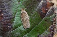 Agonopterix ciliella/heracliana