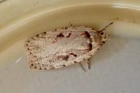 Agonopterix ocellana