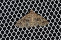 Alucita hexadactyla