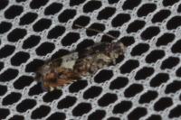 Pammene argyrana