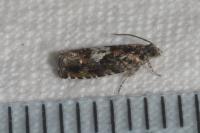Pammene argyrana
