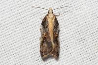 Acleris cristana