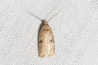 Agonopterix