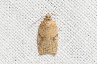 Acleris ferrugana/notana