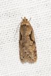Semioscopis steinkellneriana