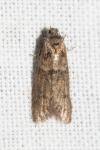 Tortricodes alternella