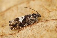 Pammene argyrana