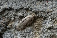Agonopterix ocellana