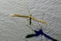 Emmelina monodactyla