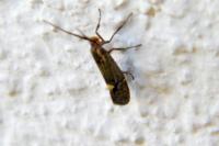 Esperia sulphurella