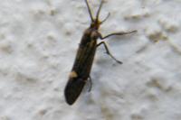 Esperia sulphurella
