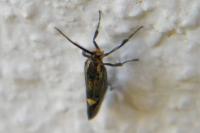 Esperia sulphurella