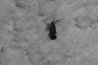Esperia sulphurella