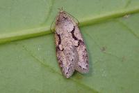 Semioscopis steinkellneriana