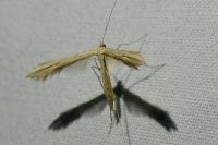 Emmelina monodactyla