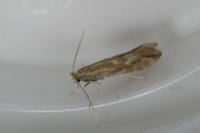 Phyllonorycter