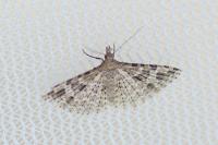 Alucita hexadactyla