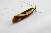 Harpella forficella
