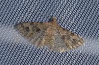 Alucita hexadactyla