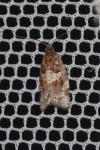 Argyrotaenia ljungiana