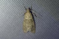 Diurnea fagella