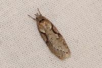 Semioscopis steinkellneriana
