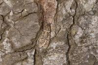 Diurnea fagella