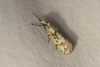 Diurnea fagella