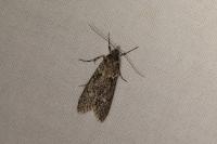 Diurnea fagella