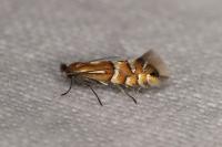 Phyllonorycter ulmifoliella