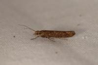 Ypsolopha ustella