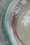 Depressaria