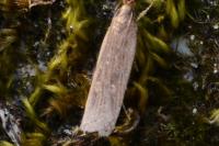 Helcystogramma triannulella
