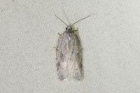 Acleris logiana
