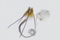 Coleophora halophilella