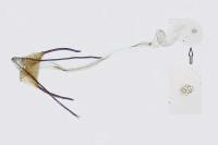 Coleophora anitella