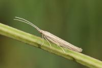 Coleophora grotenfelti