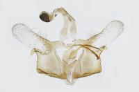 Coleophora grotenfelti