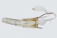 Coleophora grotenfelti