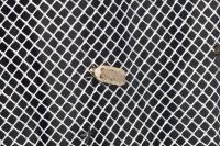 Agonopterix yeatiana