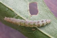 Altenia scriptella