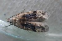 Altenia scriptella