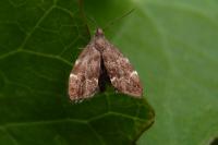 Anthophila fabriciana