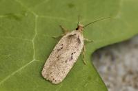 Agonopterix yeatiana