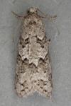 Cnephasia stephensiana