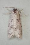 Cnephasia stephensiana