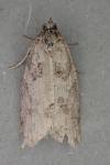 Cnephasia stephensiana