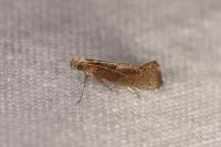 Acrolepiopsis vesperella