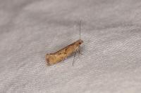 Acrolepiopsis vesperella