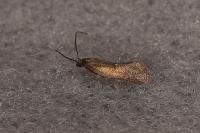 Klimeschia transversella